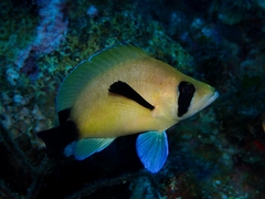 Hypoplectrus providencianus