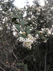 Ceanothus crassifolius