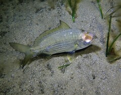 Gerres subfasciatus