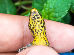 Gonatodes caudiscutatus