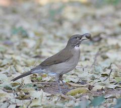 Turdus assimilis