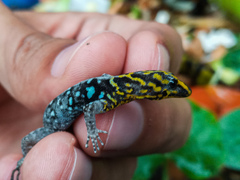 Gonatodes caudiscutatus