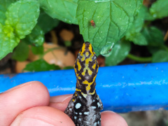 Gonatodes caudiscutatus