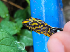 Gonatodes caudiscutatus