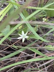 Basananthe sandersonii