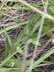 Basananthe sandersonii