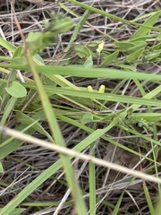 Basananthe sandersonii