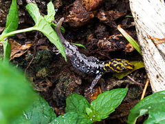 Gonatodes caudiscutatus