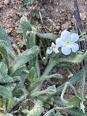 Plagiobothrys collinus