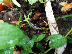 Gonatodes caudiscutatus