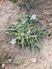 Plagiobothrys collinus