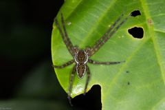 Thaumasia