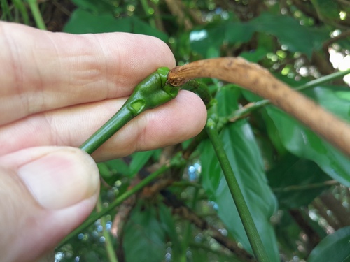 Scarlet Bean (Archidendron lucyi)