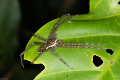 Thaumasia