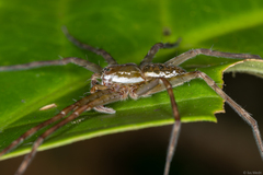 Thaumasia