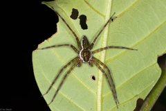 Thaumasia