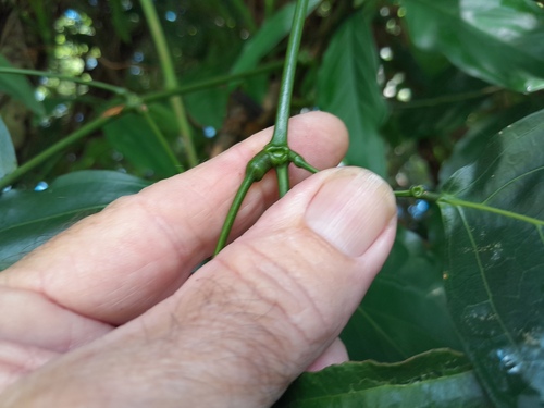 Archidendron lucyi, photograph 2