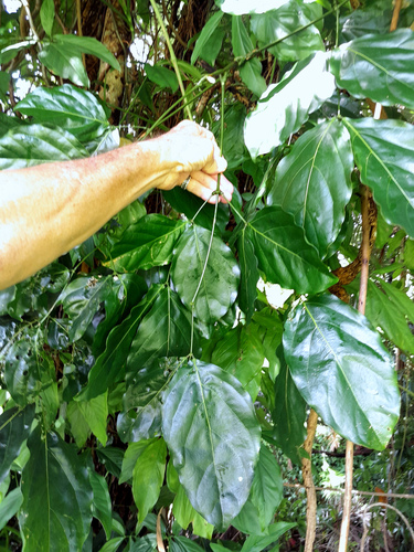 Archidendron lucyi, photograph 3
