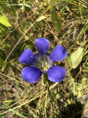 Gentiana setigera