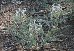Sophora nuttalliana