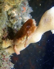 Hippocampus whitei