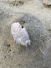 Blepharipoda occidentalis