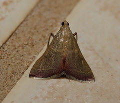 Endotricha pyrosalis