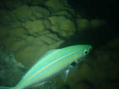 Caesio caerulaurea