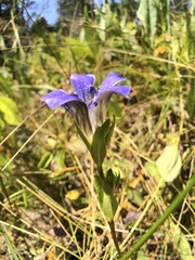 Gentiana setigera