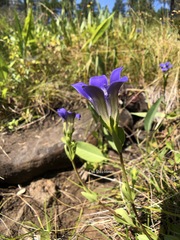 Gentiana setigera