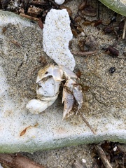 Blepharipoda occidentalis