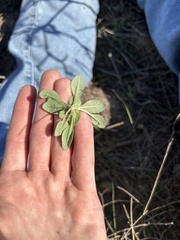 Euphorbia spathulata
