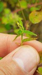 Microstachys corniculata
