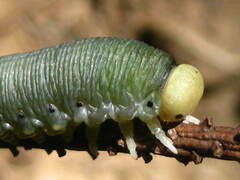 Trichiosoma triangulum