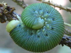 Trichiosoma triangulum