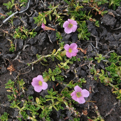 Gratiola nana