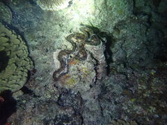 Tridacna squamosa