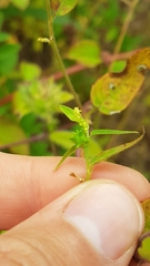 Microstachys corniculata