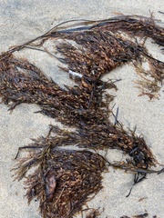 Sargassum horneri