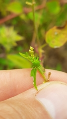 Microstachys corniculata
