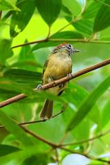 Hylophilus poicilotis