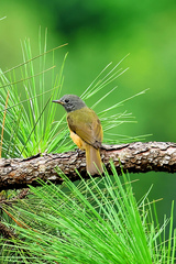 Mionectes rufiventris