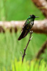 Lophornis chalybeus