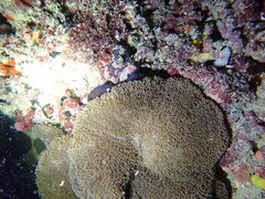 Stichodactyla mertensii