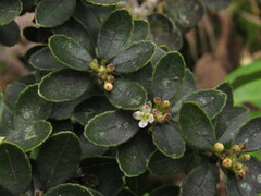 Ilex kunthiana