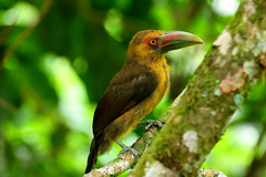 Pteroglossus bailloni