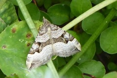 Xanthorhoe semifissata