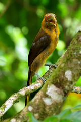 Pteroglossus bailloni