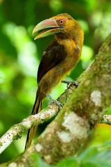 Pteroglossus bailloni