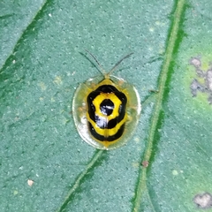 Ischnocodia annulus